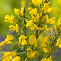 CYTISUS